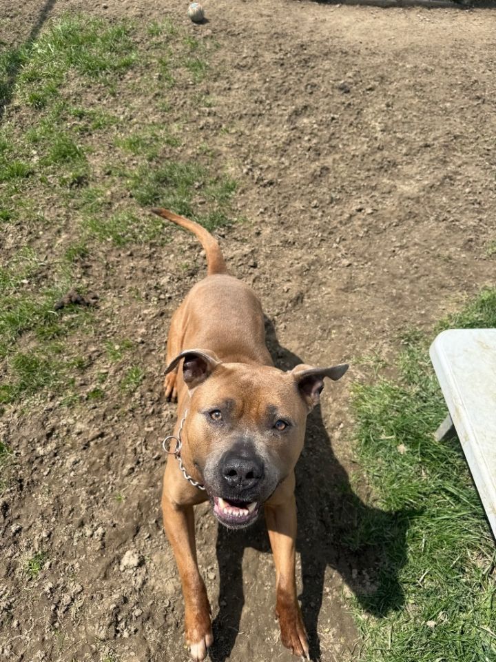 Roscoe 4
