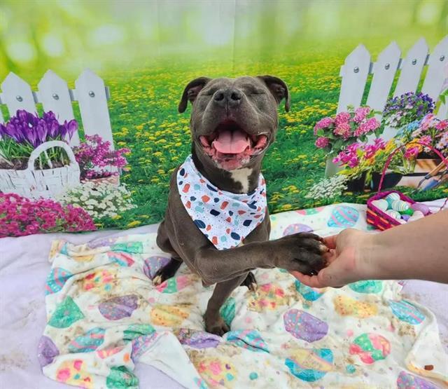 HAPPY TAIL