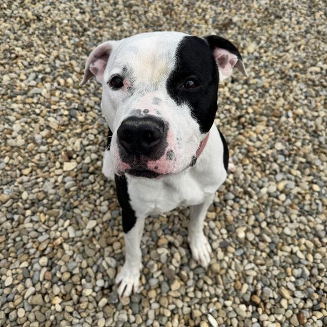 OTIS