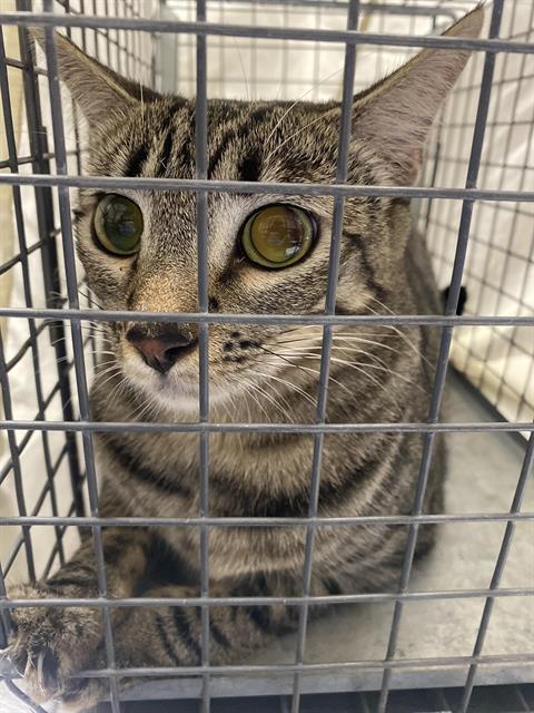 CATBUS, an adoptable Domestic Short Hair in Las Vegas, NV, 89101 | Photo Image 1