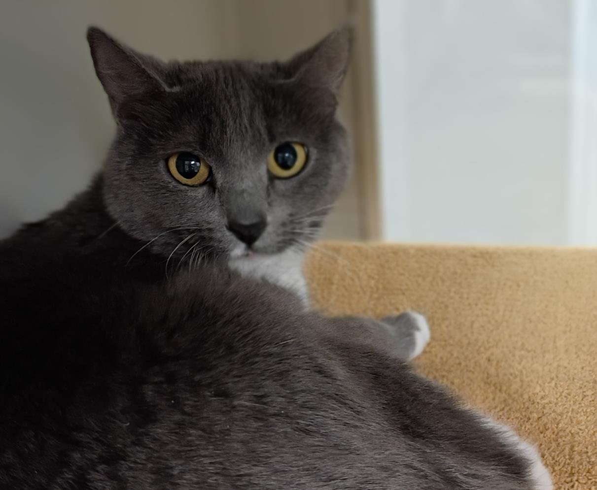 WASABI, an adoptable Domestic Short Hair in Las Vegas, NV, 89101 | Photo Image 1