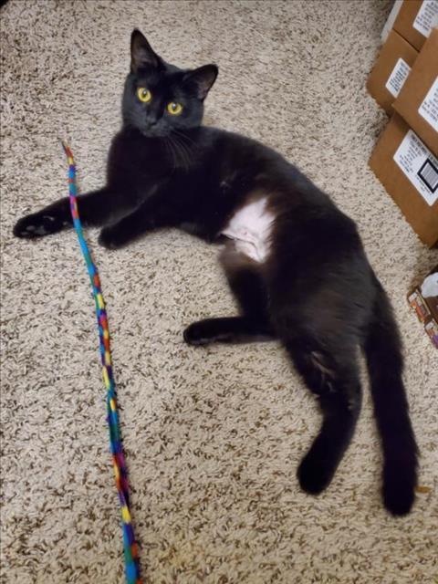 JANET MAJORS, an adoptable Domestic Short Hair in Las Vegas, NV, 89101 | Photo Image 1