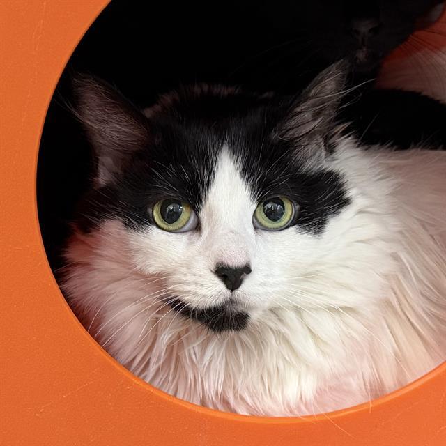 SMUDGE, an adoptable Domestic Long Hair in Las Vegas, NV, 89101 | Photo Image 1