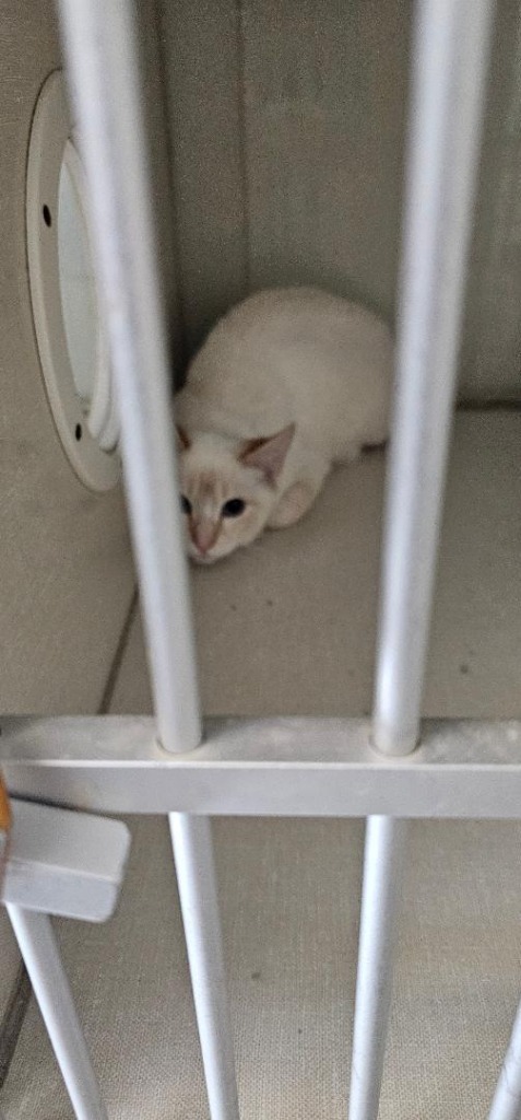 Croncos, an adoptable Siamese in Midland, TX, 79705 | Photo Image 1