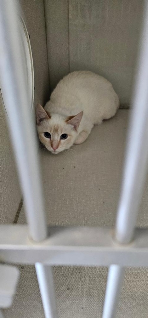 Nemesis, an adoptable Siamese in Midland, TX, 79705 | Photo Image 1