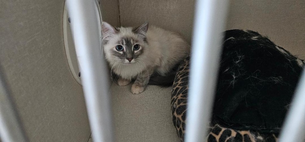 Medusa, an adoptable Siamese in Midland, TX, 79705 | Photo Image 1