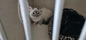 Medusa, Young Female Siamese