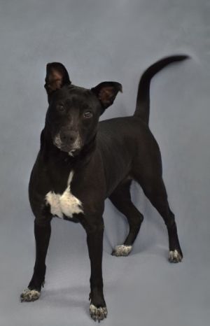 Housetrained Absolutely Leash skills Polished Personality Half dog half sun-loving cat imperso