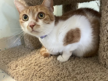 Ginger