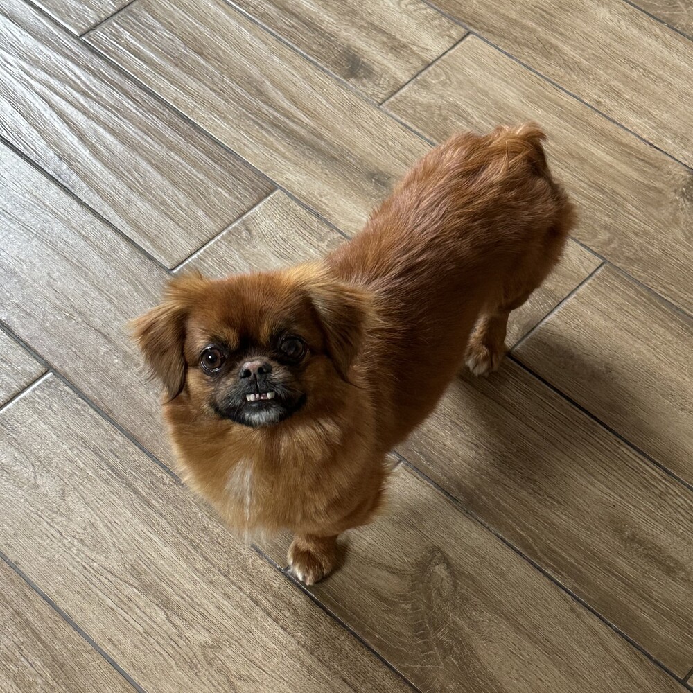 Chilli, an adoptable Pekingese in Studio City, CA, 91604 | Photo Image 1