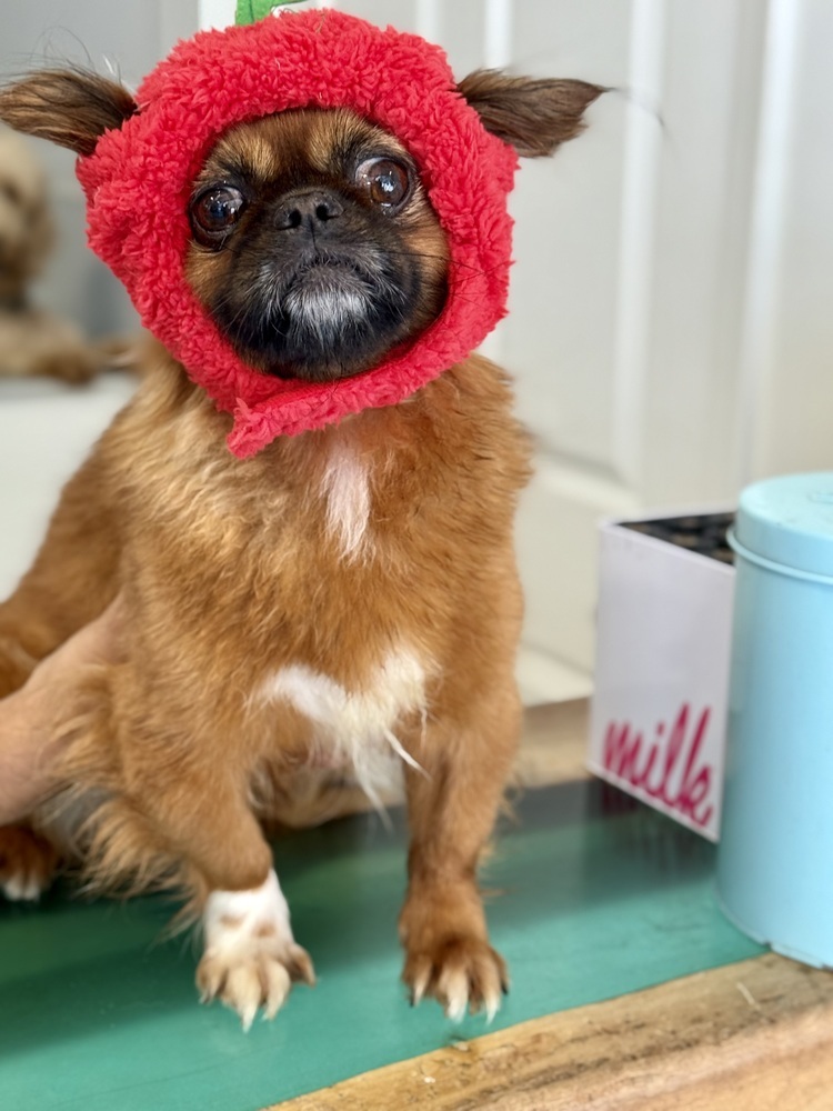 Chilli, an adoptable Pekingese in Studio City, CA, 91604 | Photo Image 1