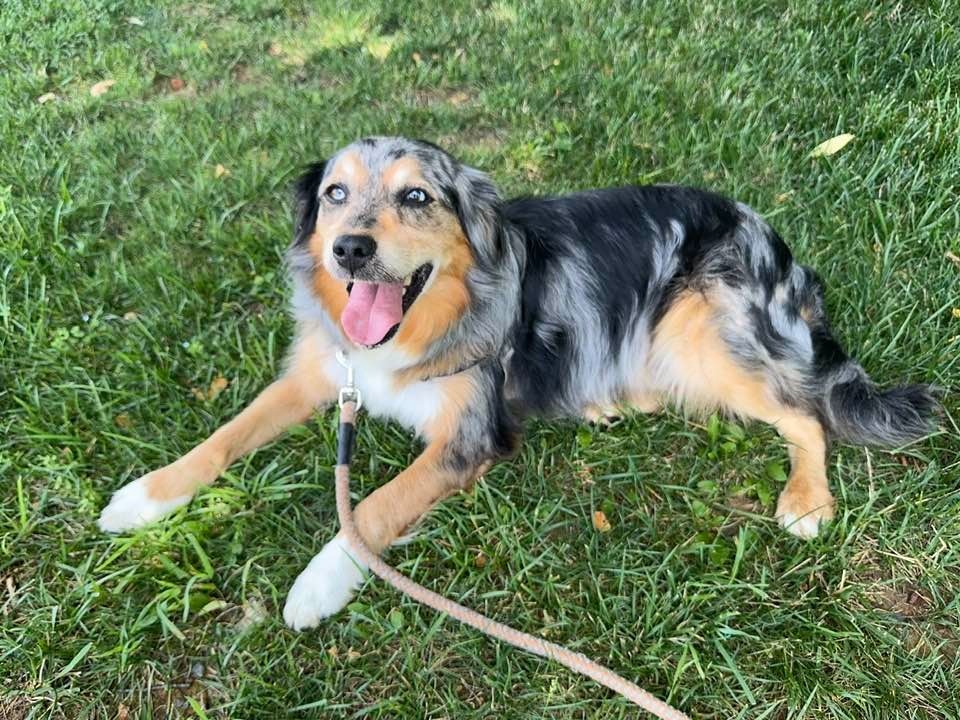 Tank *Sponsored Adoption