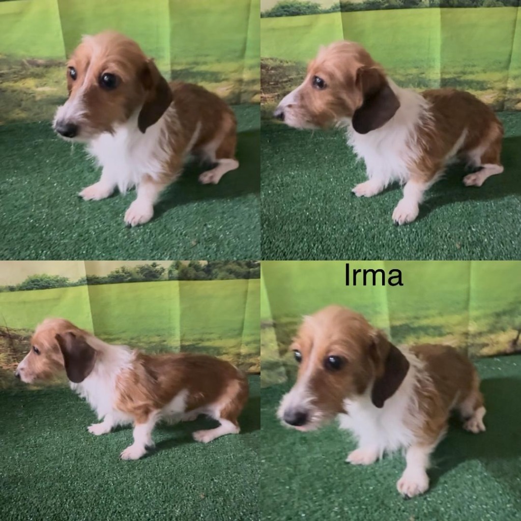 Irma