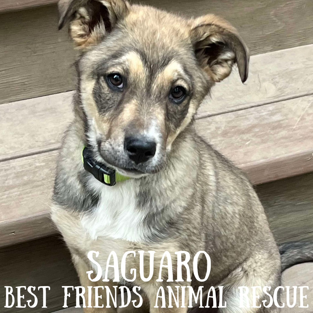 Saguaro, an adoptable Tibetan Spaniel in Wasilla, AK, 99654 | Photo Image 1