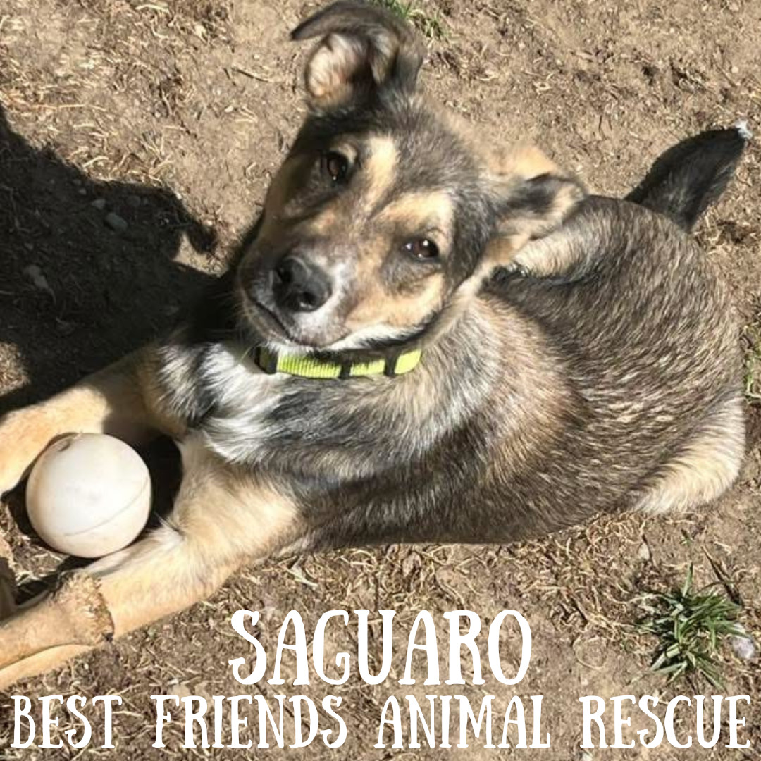 Saguaro