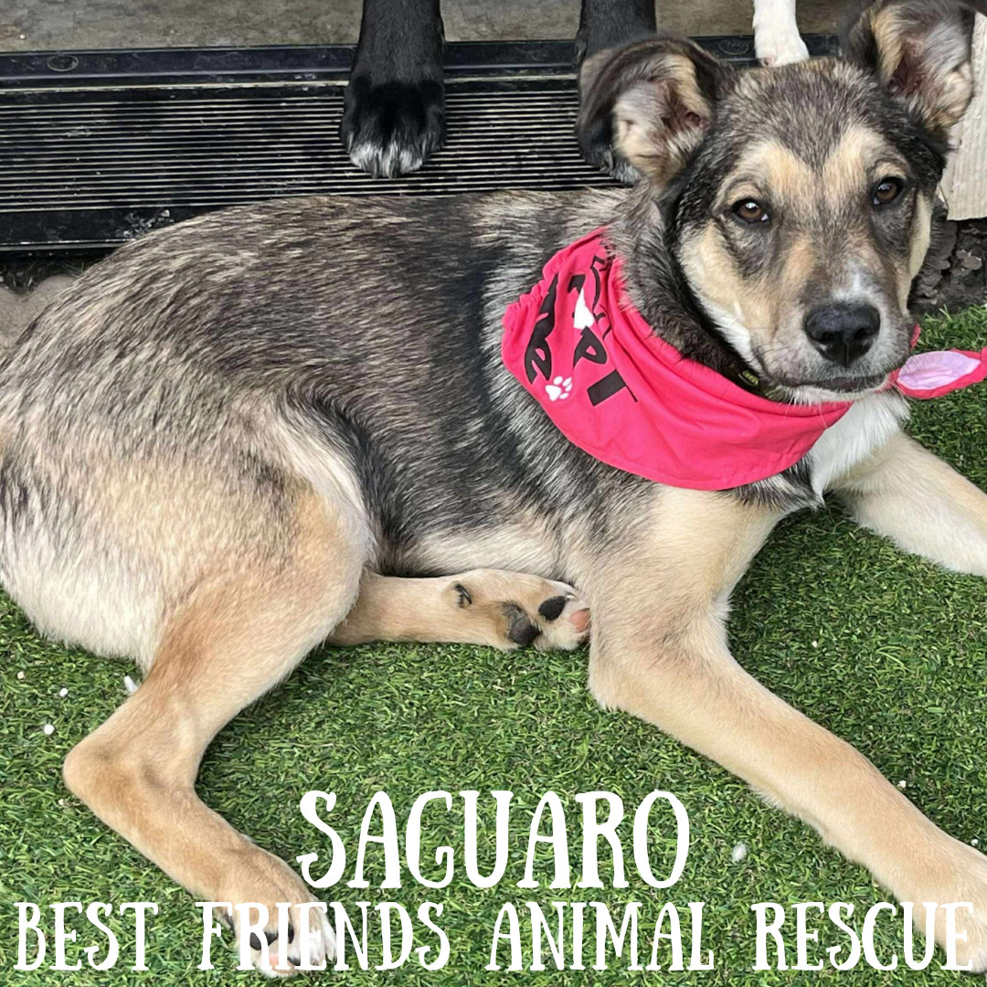 Saguaro, an adoptable Tibetan Spaniel in Wasilla, AK, 99654 | Photo Image 1
