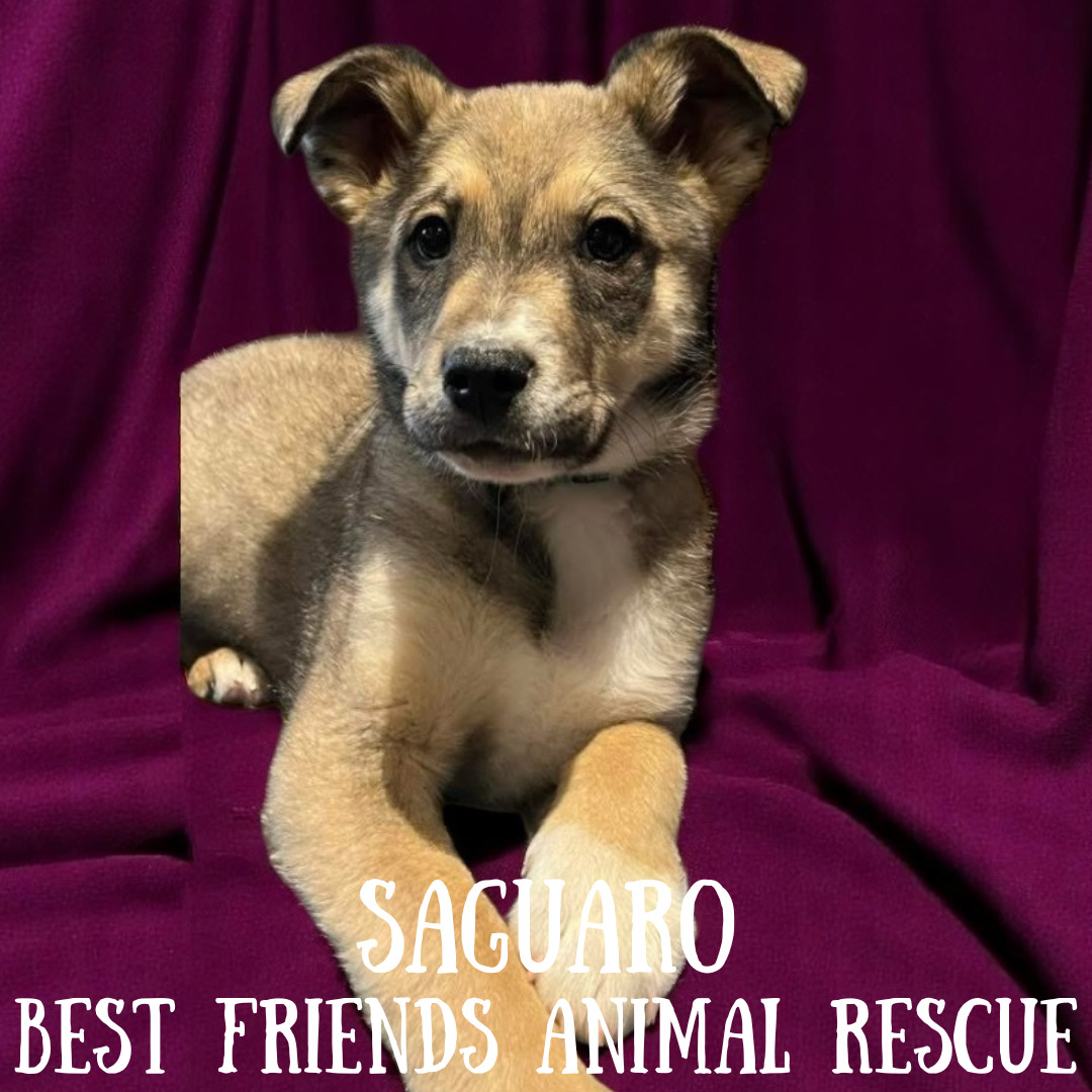 Saguaro, an adoptable Tibetan Spaniel in Wasilla, AK, 99654 | Photo Image 2