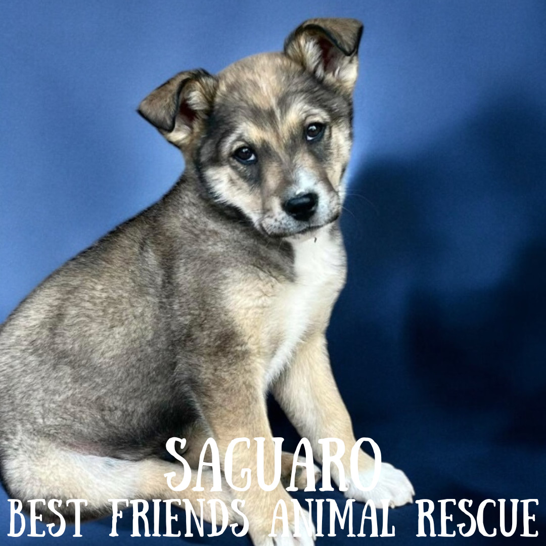 Saguaro, an adoptable Tibetan Spaniel in Wasilla, AK, 99654 | Photo Image 3