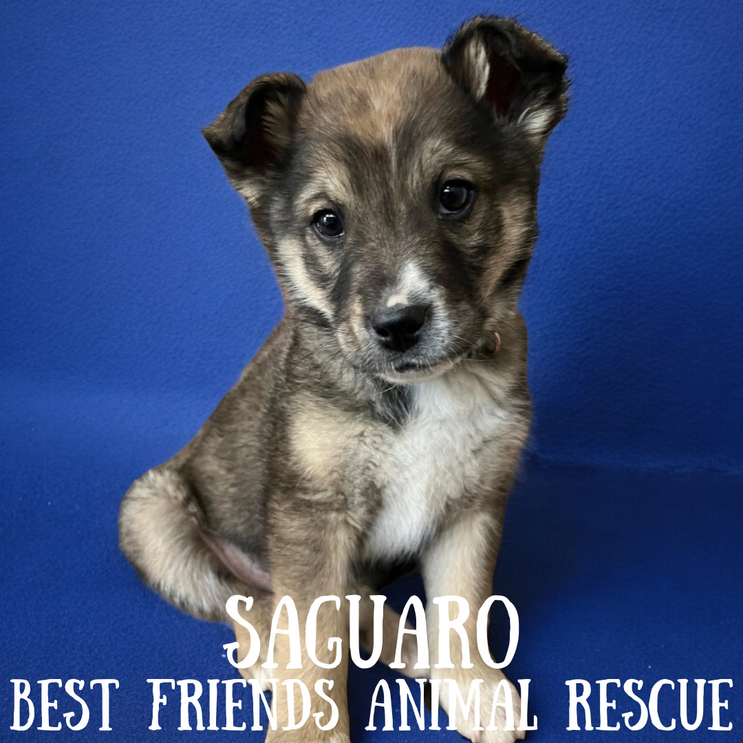 Saguaro, an adoptable Tibetan Spaniel in Wasilla, AK, 99654 | Photo Image 4