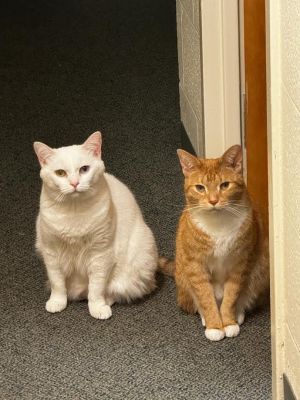 Kebab and Iana, Adult Female American Shorthair