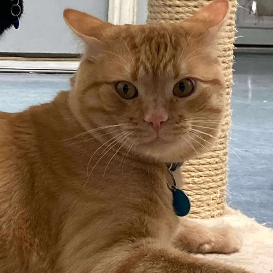 Morris, an adoptable Domestic Short Hair in Buffalo, WY, 82834 | Photo Image 1