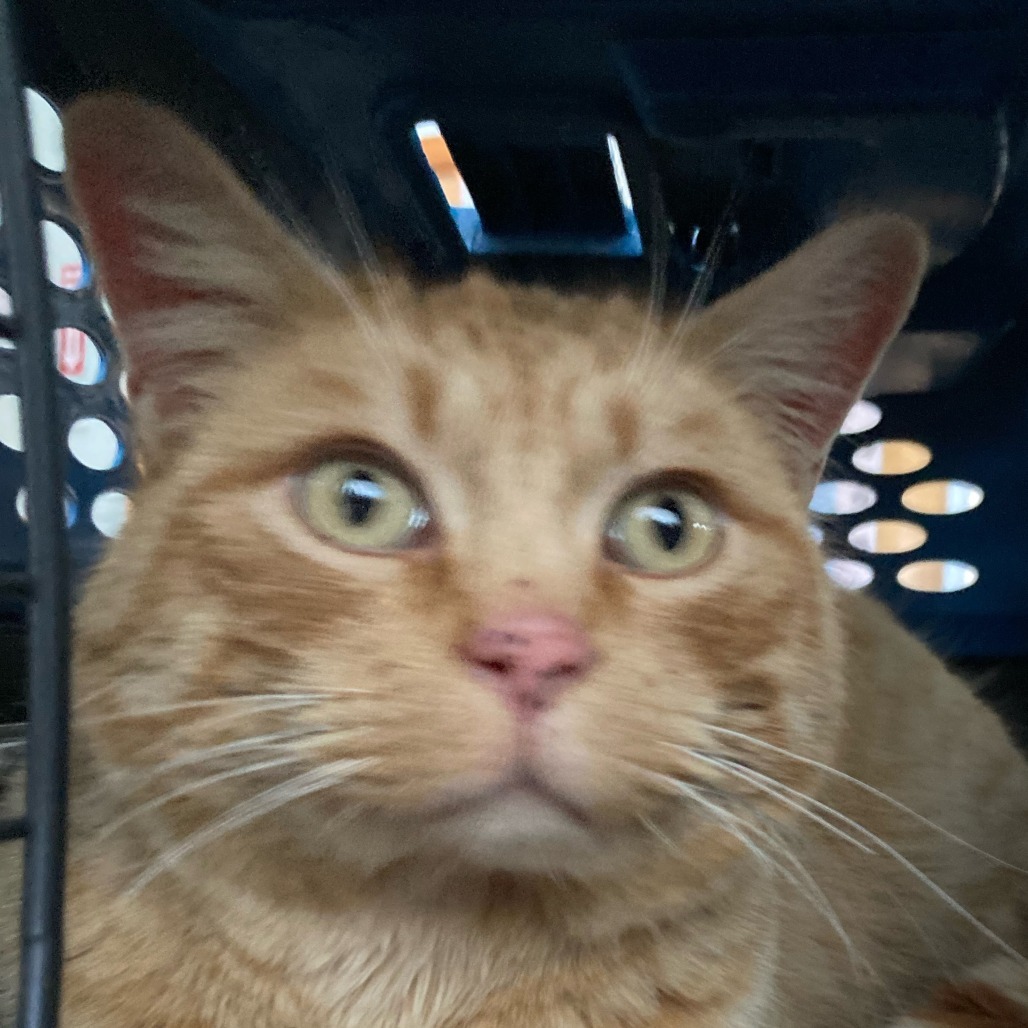 Morris, an adoptable Domestic Short Hair in Buffalo, WY, 82834 | Photo Image 2