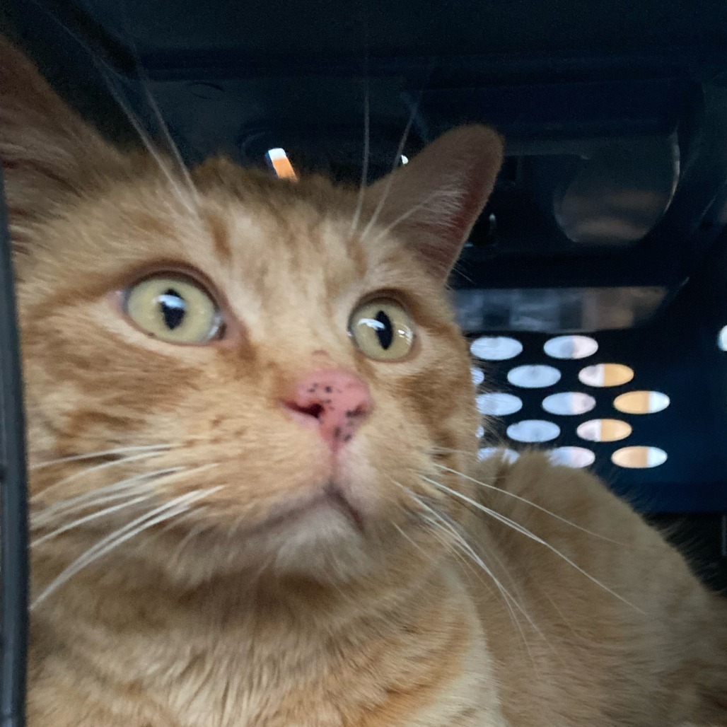 Morris, an adoptable Domestic Short Hair in Buffalo, WY, 82834 | Photo Image 3