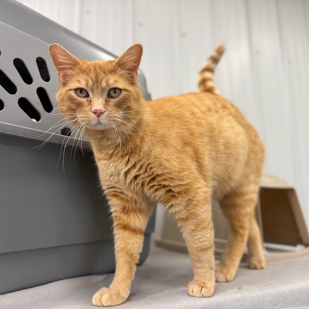 Morris, an adoptable Domestic Short Hair in Buffalo, WY, 82834 | Photo Image 4