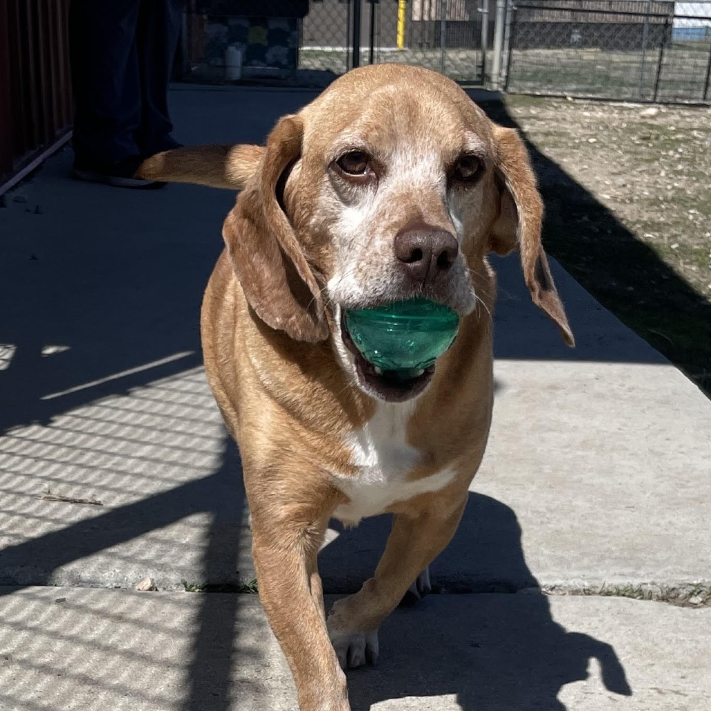 Gravy, an adoptable Mixed Breed in Buffalo, WY, 82834 | Photo Image 1
