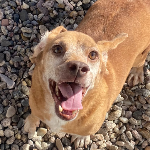 Gravy, an adoptable Mixed Breed in Buffalo, WY, 82834 | Photo Image 2
