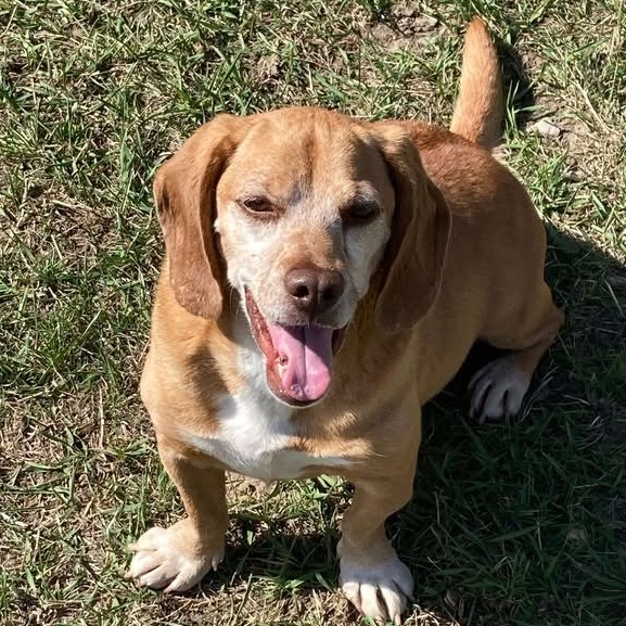 Gravy, an adoptable Mixed Breed in Buffalo, WY, 82834 | Photo Image 3