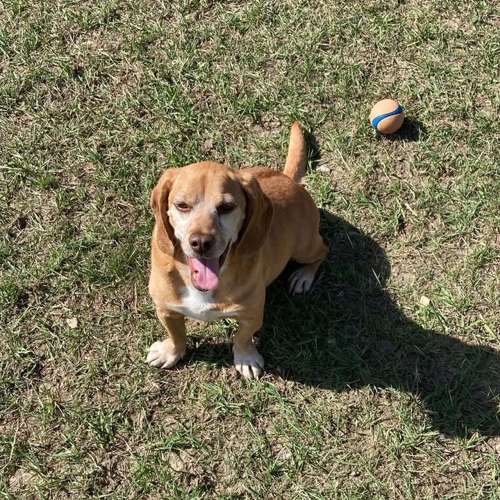 Gravy, an adoptable Mixed Breed in Buffalo, WY, 82834 | Photo Image 4