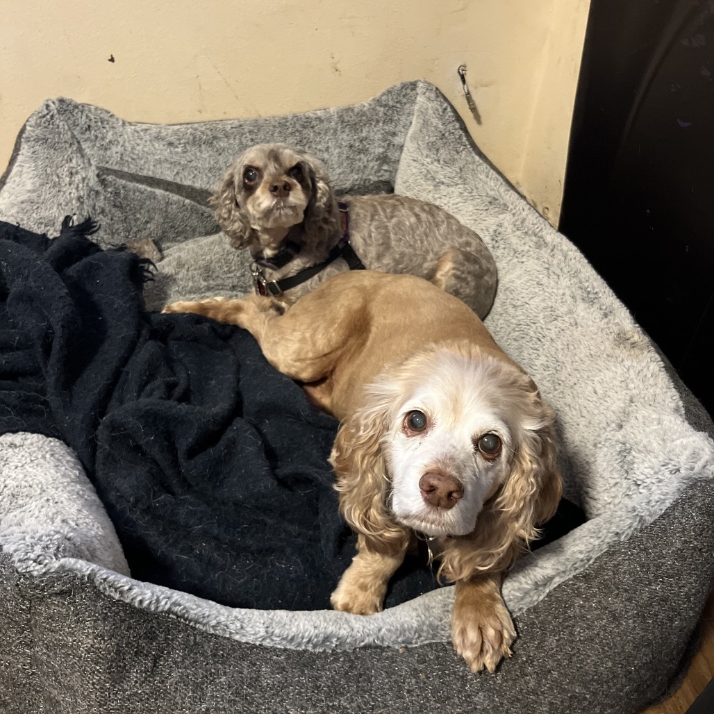 Teddy, an adoptable Cockapoo in Bellingham, WA, 98228 | Photo Image 1