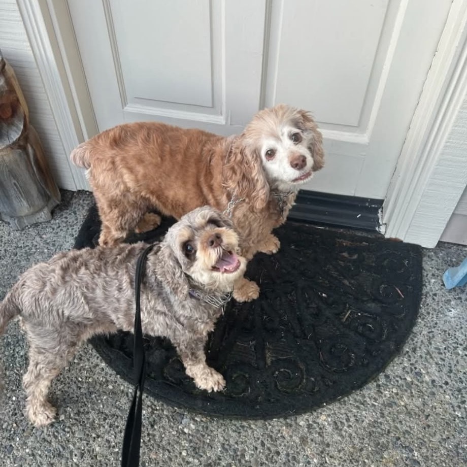 Teddy, an adoptable Cockapoo in Bellingham, WA, 98228 | Photo Image 2