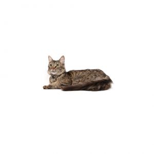 Mama Charli is a lovable cat with a warm personality and plenty of charm to shar