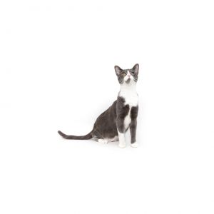 Lovey is a growing adolescent kitten who is looking for a second chance at happi