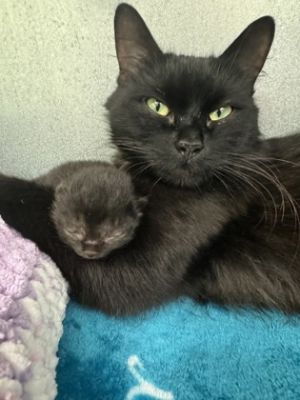 Karen and her kitten Monito, Adult Female Domestic Long Hair