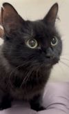 Karen and her kitten Monito photo 2