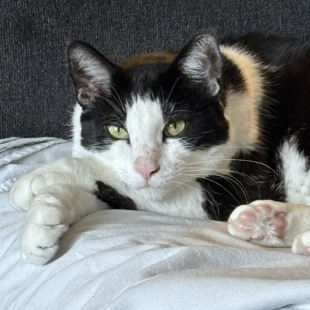 Little Boy - IN FOSTER