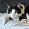 Little Boy - IN FOSTER photo 1