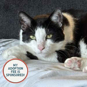 Little Boy - IN FOSTER, Adult Male unknown