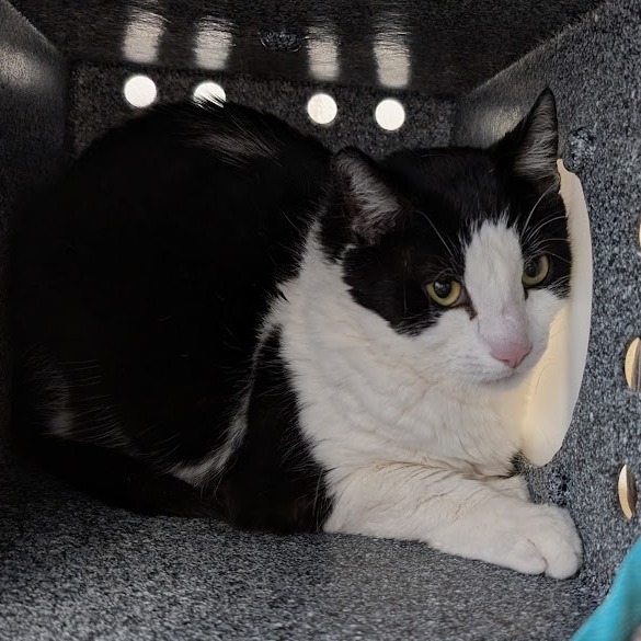 Little Boy - IN FOSTER