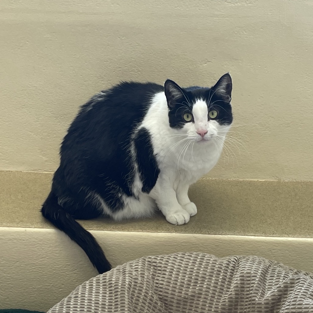 Little Boy - IN FOSTER