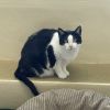 Little Boy - IN FOSTER photo 3