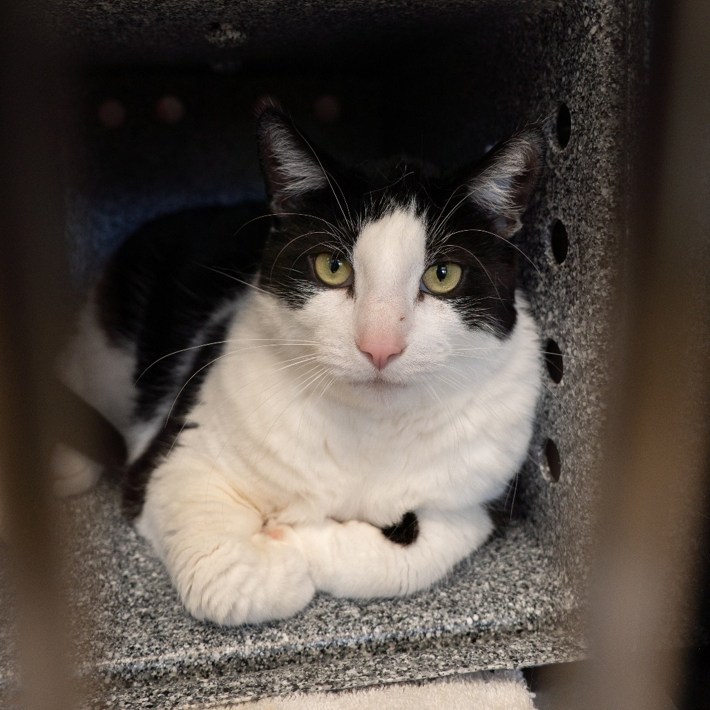 Little Boy - IN FOSTER