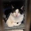 Little Boy - IN FOSTER photo 4