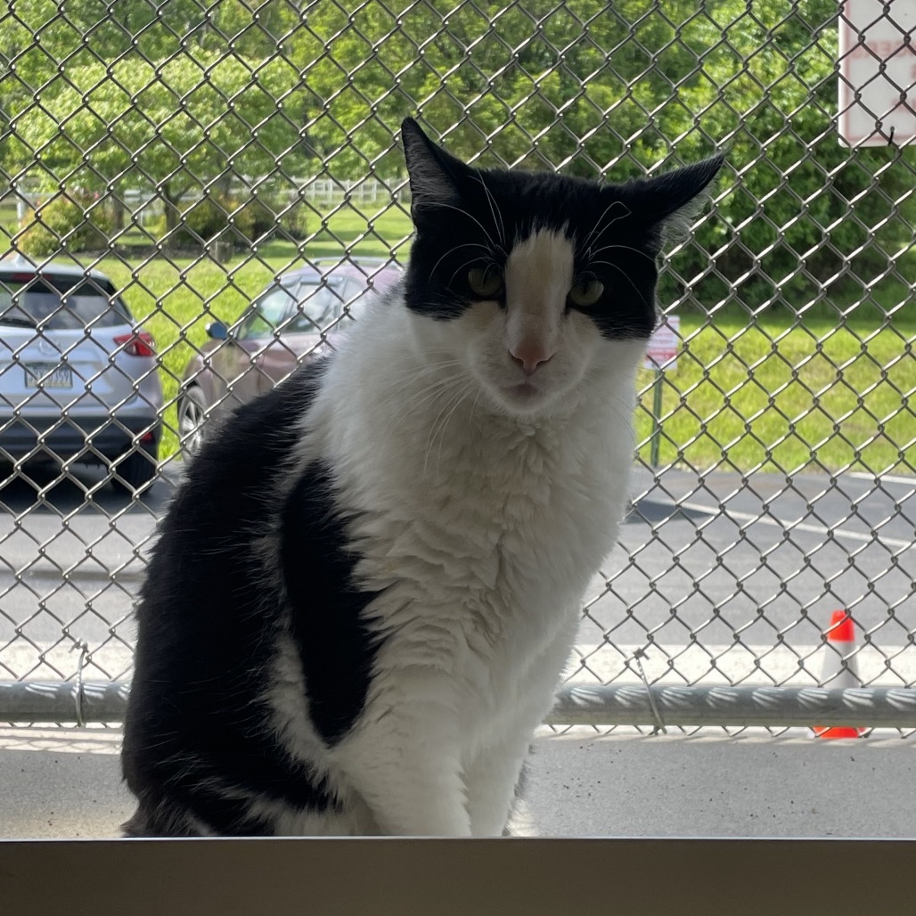 Little Boy - IN FOSTER