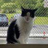 Little Boy - IN FOSTER photo 5
