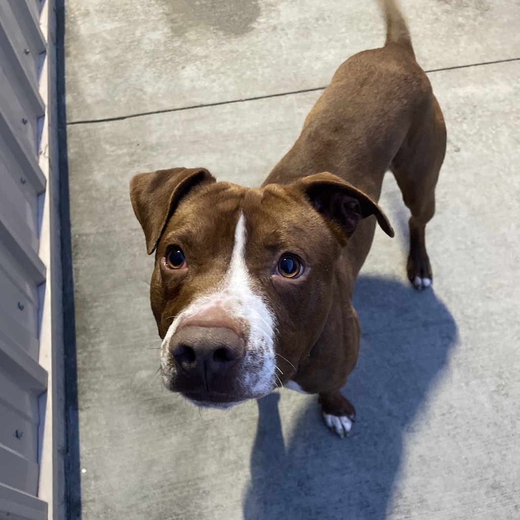 Bobby, an adoptable Mixed Breed in Bismarck, ND, 58507 | Photo Image 1