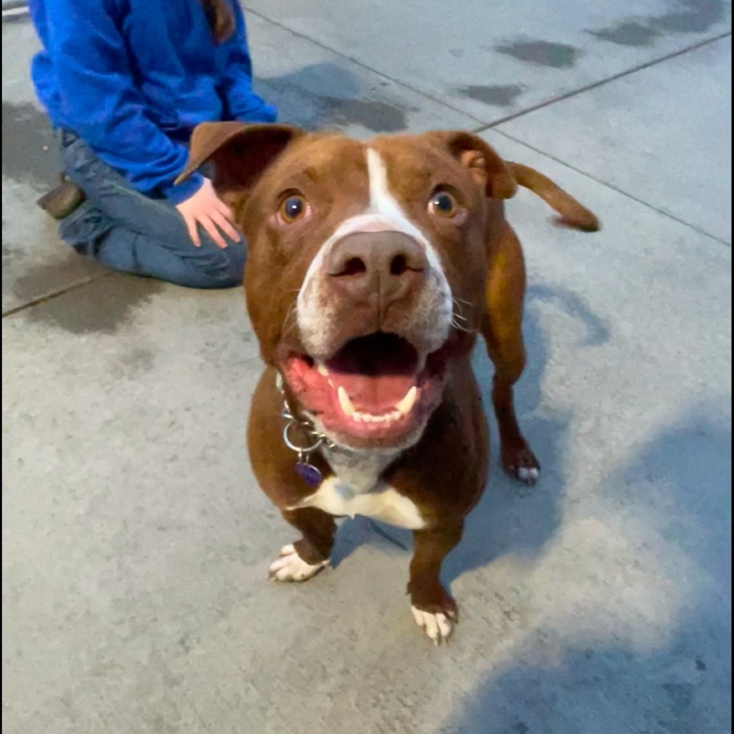 Bobby, an adoptable Mixed Breed in Bismarck, ND, 58507 | Photo Image 3